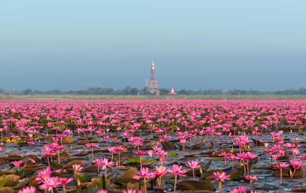 ทะเลบัวแดง จ.อุดรธานี