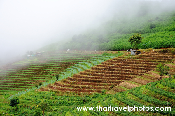 ม่อนแจ่ม วิวทิวทัศน์สวยงามทั้งทะเลหมอกยามเช้า และพระอาทิตย์ตกยามเย็น