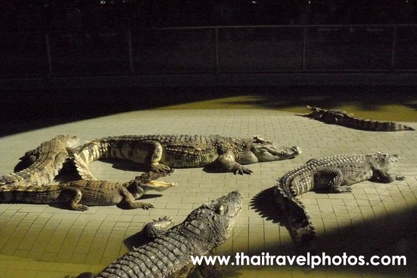 อุทยานหินล้านปี ฟาร์มจระเข้