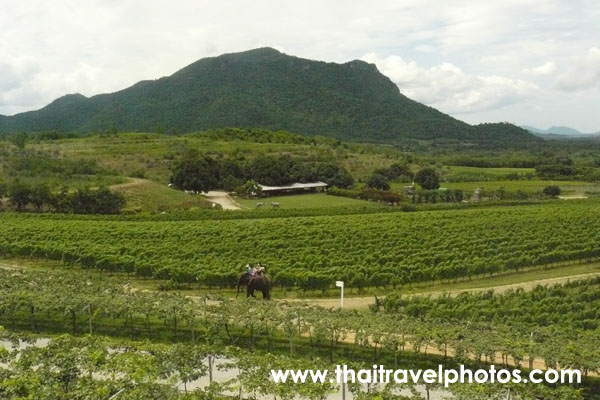 ไร่องุ่นหัวหินฮิลล์ วินยาร์ด ( Hua Hin Hills Vineyard )