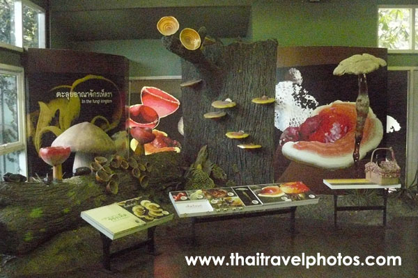 พิพิธภัณฑ์ธรรมชาติวิทยาและเกาะทะเลไทย