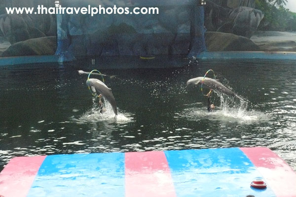 pattaya dolphin world