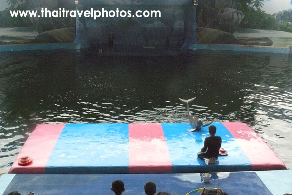 pattaya dolphin world