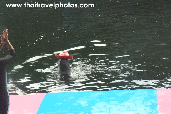 คลิปแสดงโชว์โลมา Pattaya Dolphin World ( พัทยา ดอลฟิน เวิล์ด)
