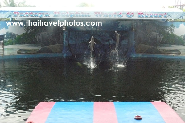 pattaya dolphin world