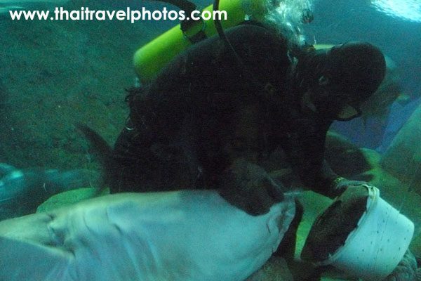 อันเดอร์วอเตอร์เวิลด์ พัทยา ( Underwater World Pattaya )