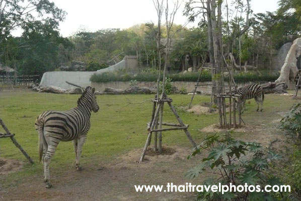 สวนสัตว์เปิดเขาเขียว จ.ชลบุรี