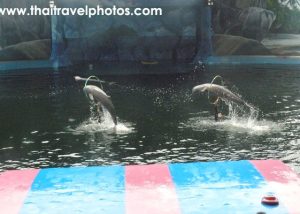 pattaya dolphin world